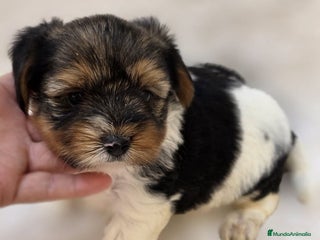 Biewer Yorkshire Terrier a la Pom Pon perros - Anuncio 1