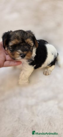 Biewer Yorkshire Terrier a la Pom Pon perros - Anuncio 1