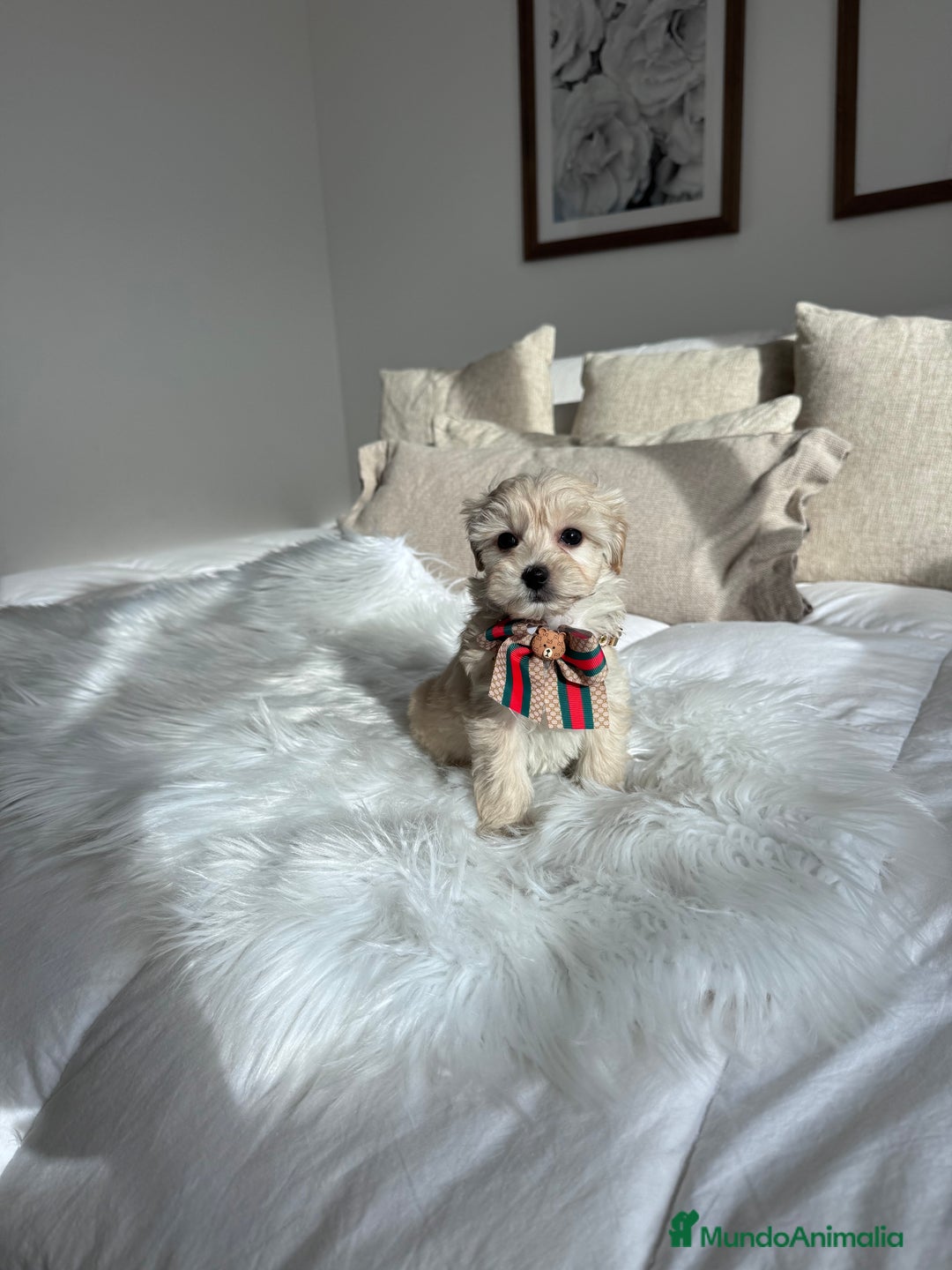 Maltipoo perros en venta: Maltipoo - Anuncio 2