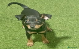 Pinscher Miniatura perros en venta: MINI PNCHER - Imagen 1