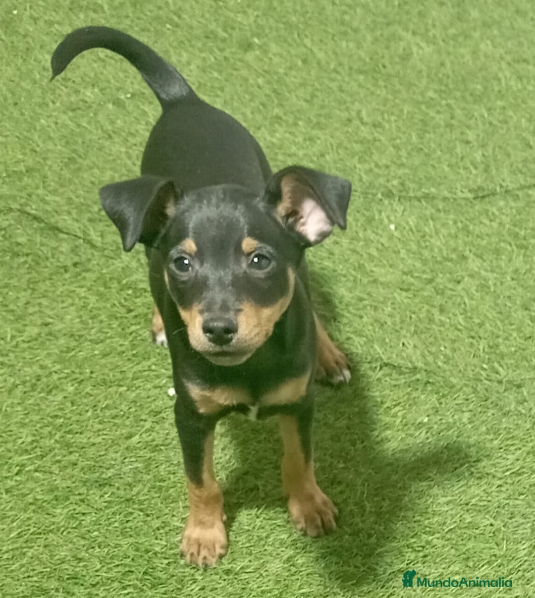 Pinscher Miniatura perros en venta: MINI PNCHER - Imagen 1