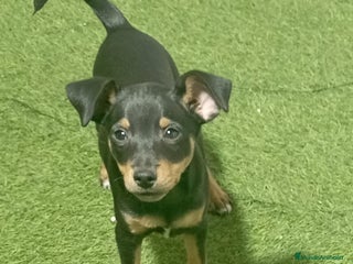 Pinscher Miniatura perros - Anuncio 6