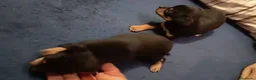 Pinscher Miniatura perros en venta: Pinscher miniatura  en Barcelona - Anuncio 3