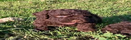 Perro de Agua Español perros en venta: Perro de Agua Español - Anuncio 5