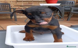 Pinscher Miniatura perros en venta: Pinscher Miniatura  - Imagen 16