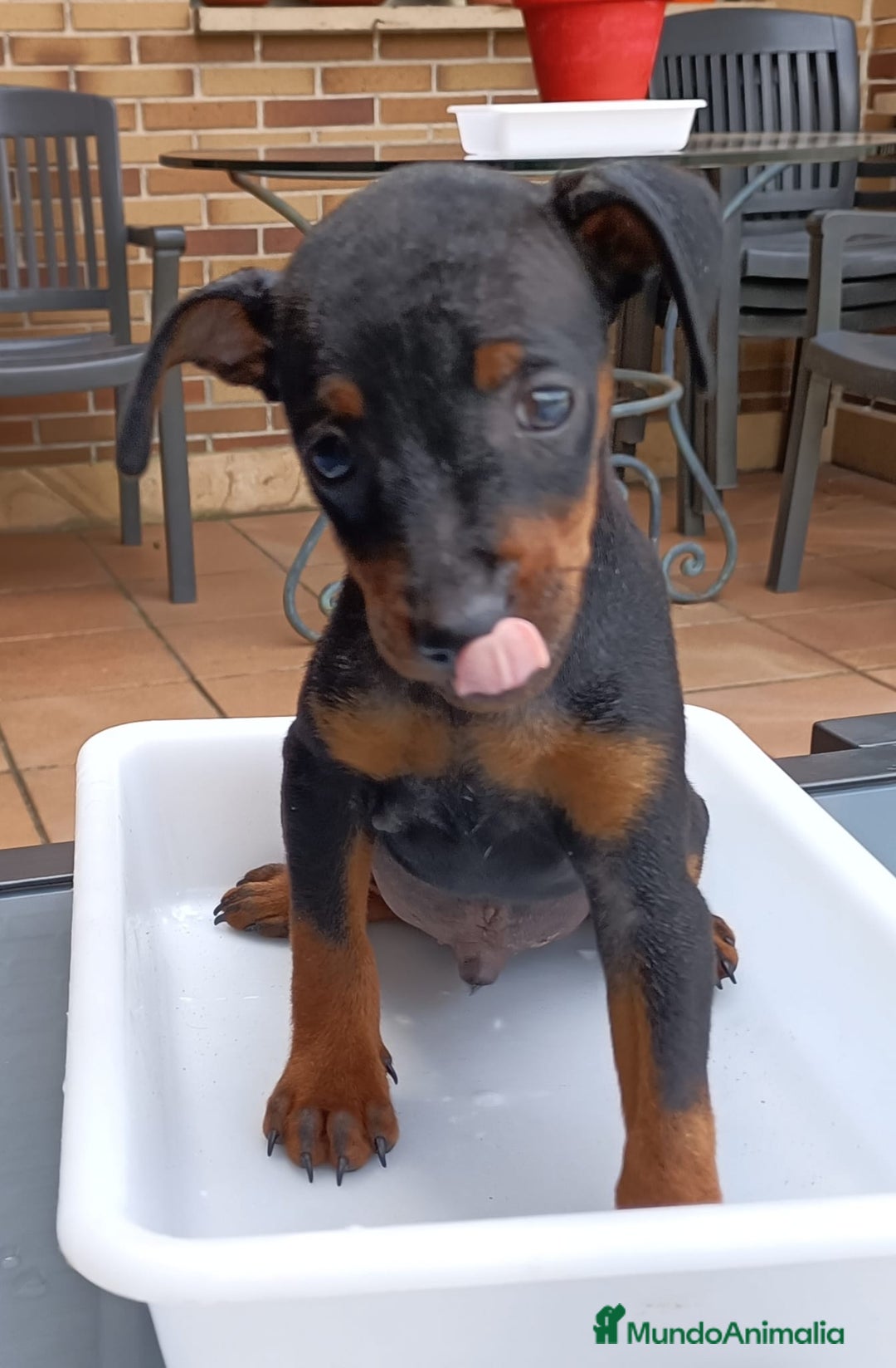Pinscher Miniatura perros en venta: Pinscher Miniatura  - Imagen 16