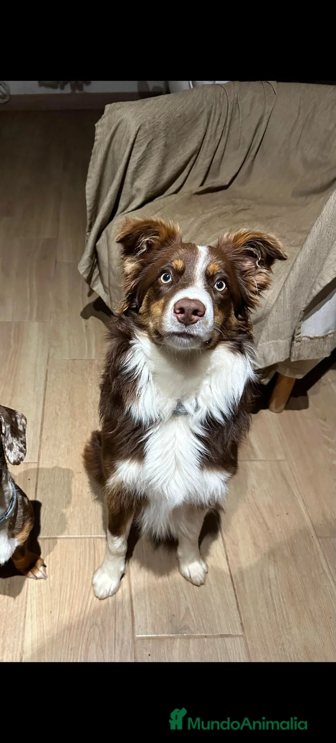 Border Collie perros en venta: Border collies blue merles - Anuncio 7