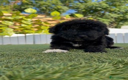 Perro de Agua Español perros en venta: PERRO DE AGUA HEMBRA - Imagen 6