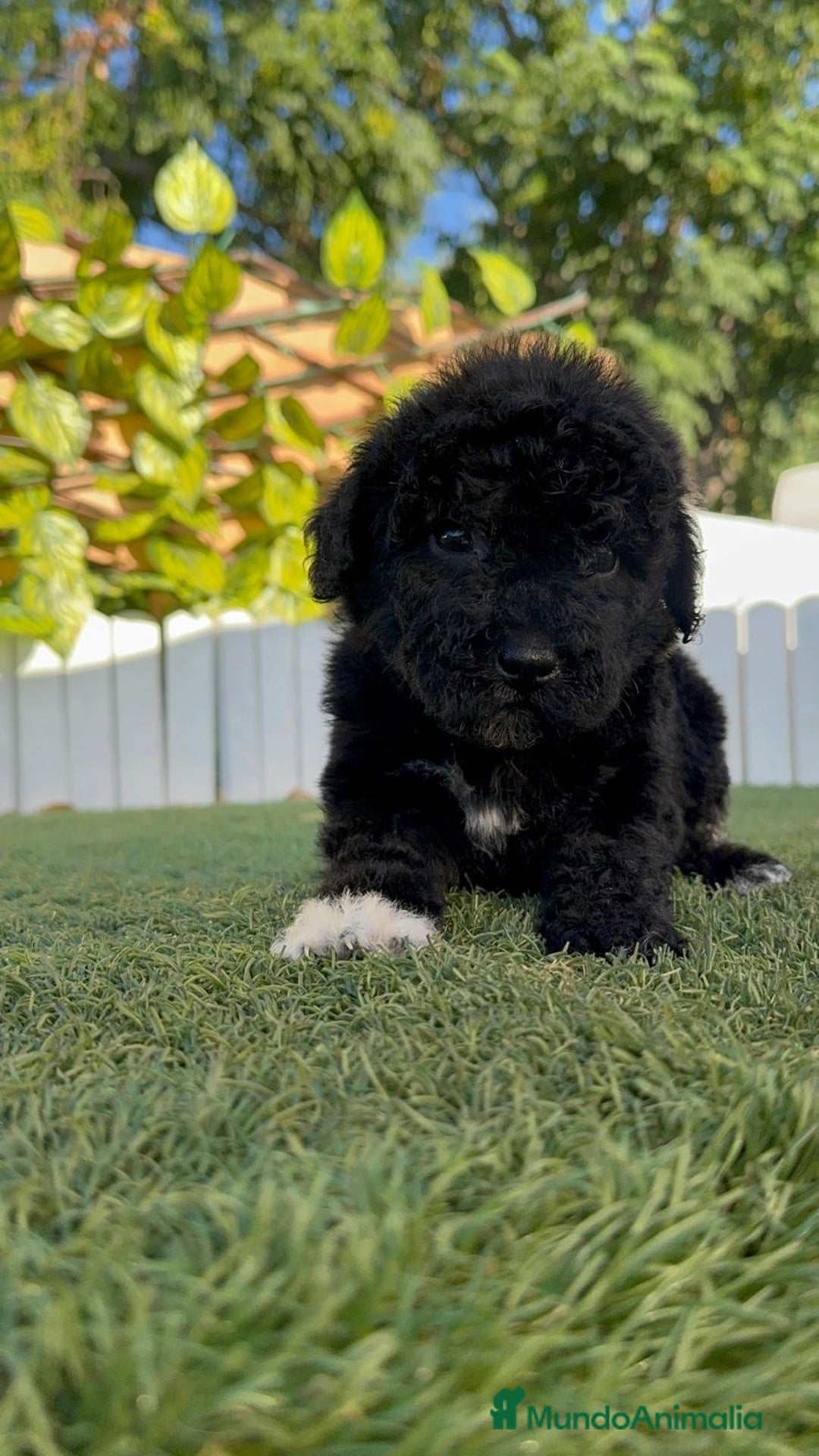 Perro de Agua Español perros en venta: PERRO DE AGUA HEMBRA - Imagen 6