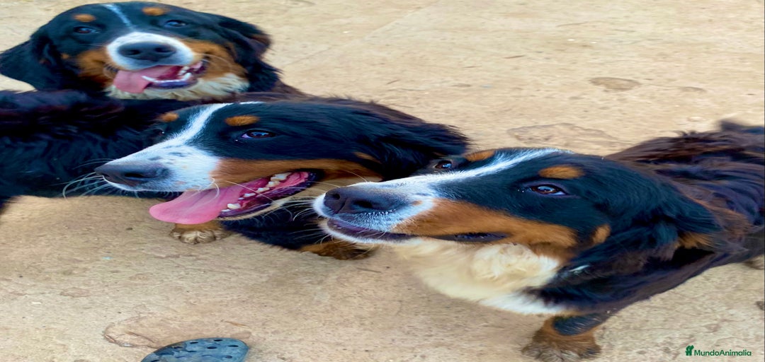 Imagen de galería {{count}}