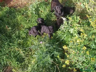 Labrador Retriever perros Cachorros Labrador Retriever Gran Canaria Tenerife - Anuncio 26