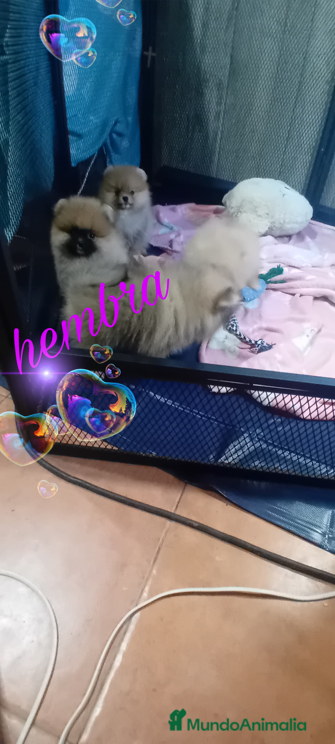 Pomerania perros en venta: Pomerania ositos mini tamaño pequeño  - Imagen 5