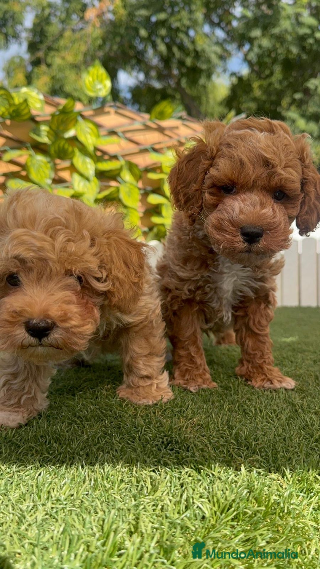 Caniche Toy perros en venta: CANICHE TOY MACHOS - Imagen 12