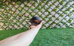 Teckel Miniatura perros en venta: Teckels Mini  - Imagen 4