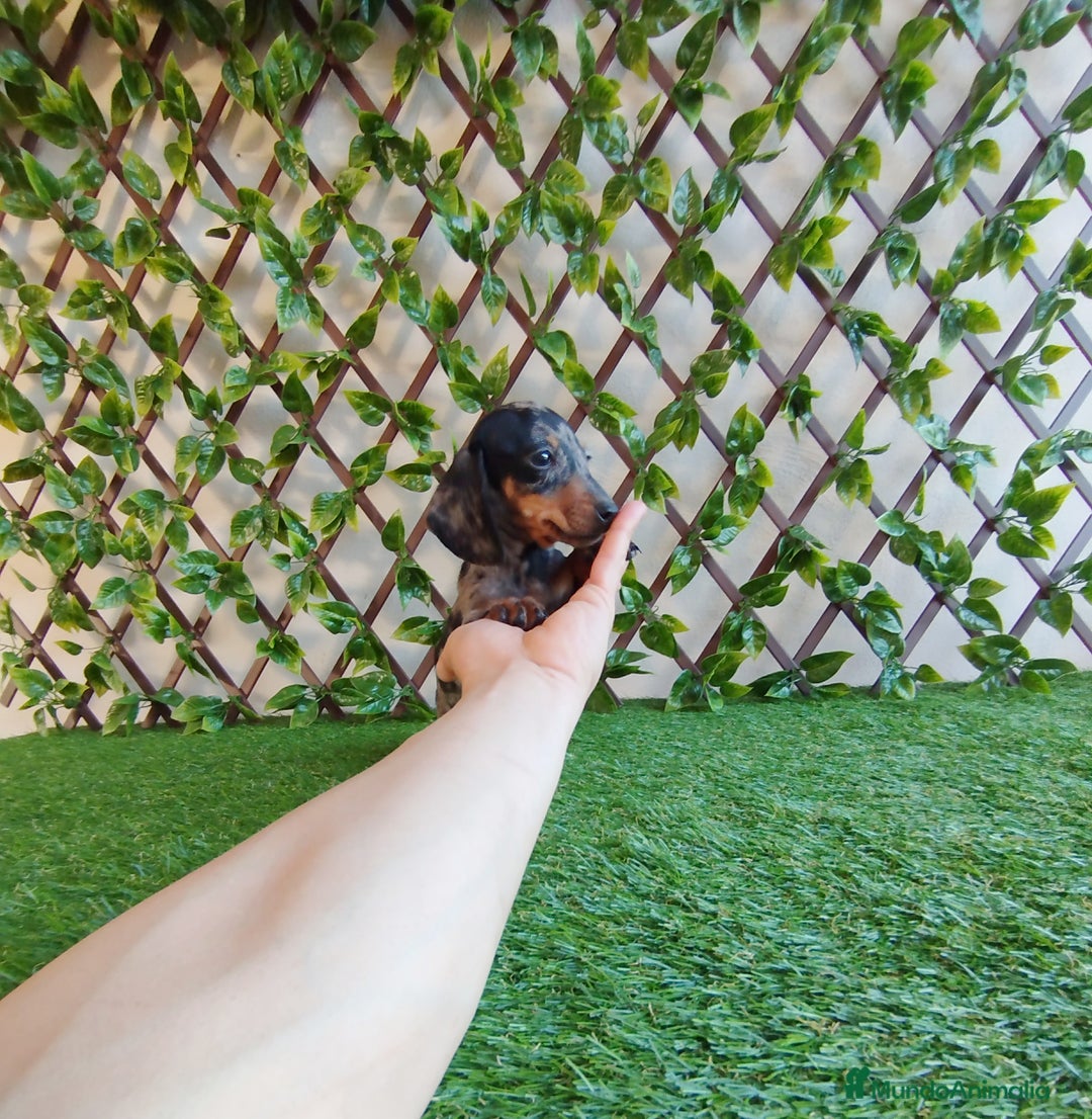 Teckel Miniatura perros en venta: Teckels Mini  - Imagen 4