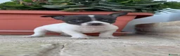 Chihuahua perros en venta: CHIHUAHUA MACHO BICOLOR CHOCOLATE Y BLANCO - Anuncio 2