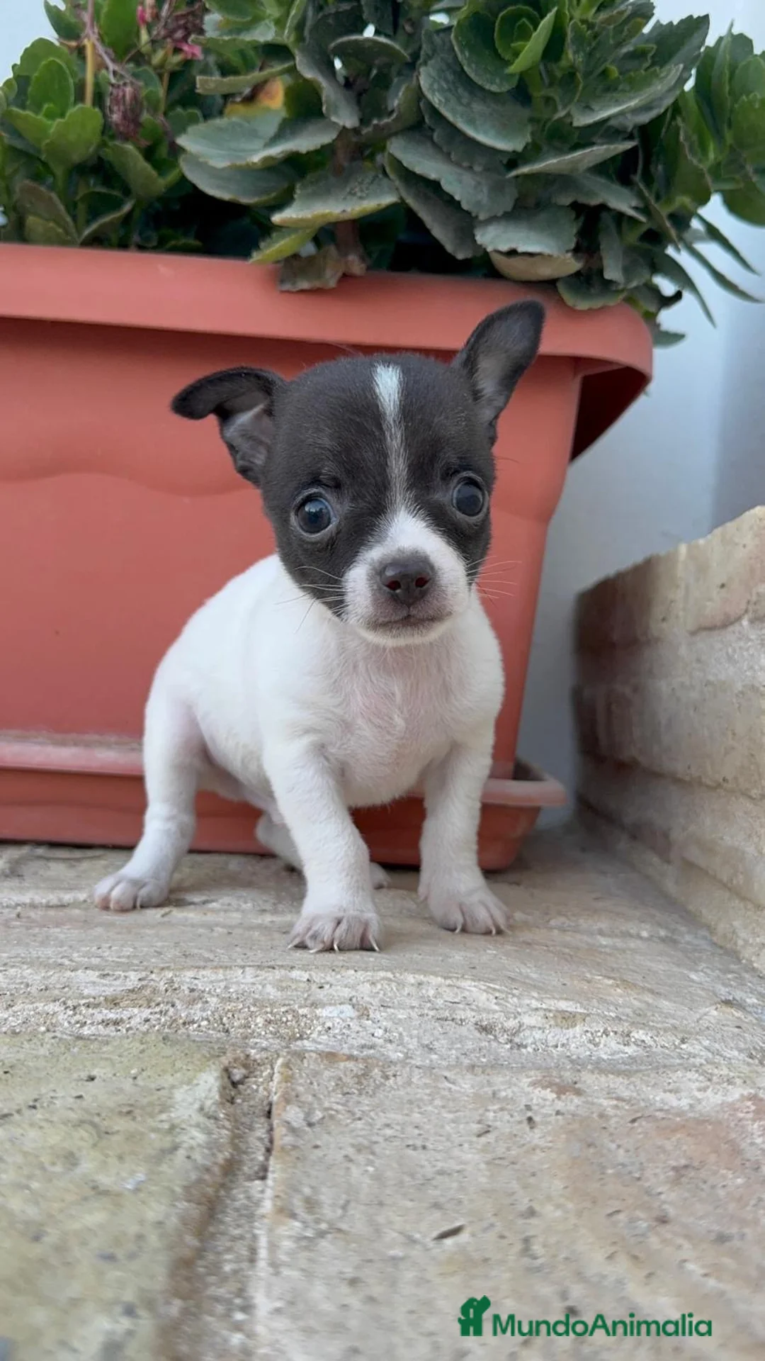 Chihuahua perros en venta: CHIHUAHUA MACHO BICOLOR CHOCOLATE Y BLANCO - Anuncio 2
