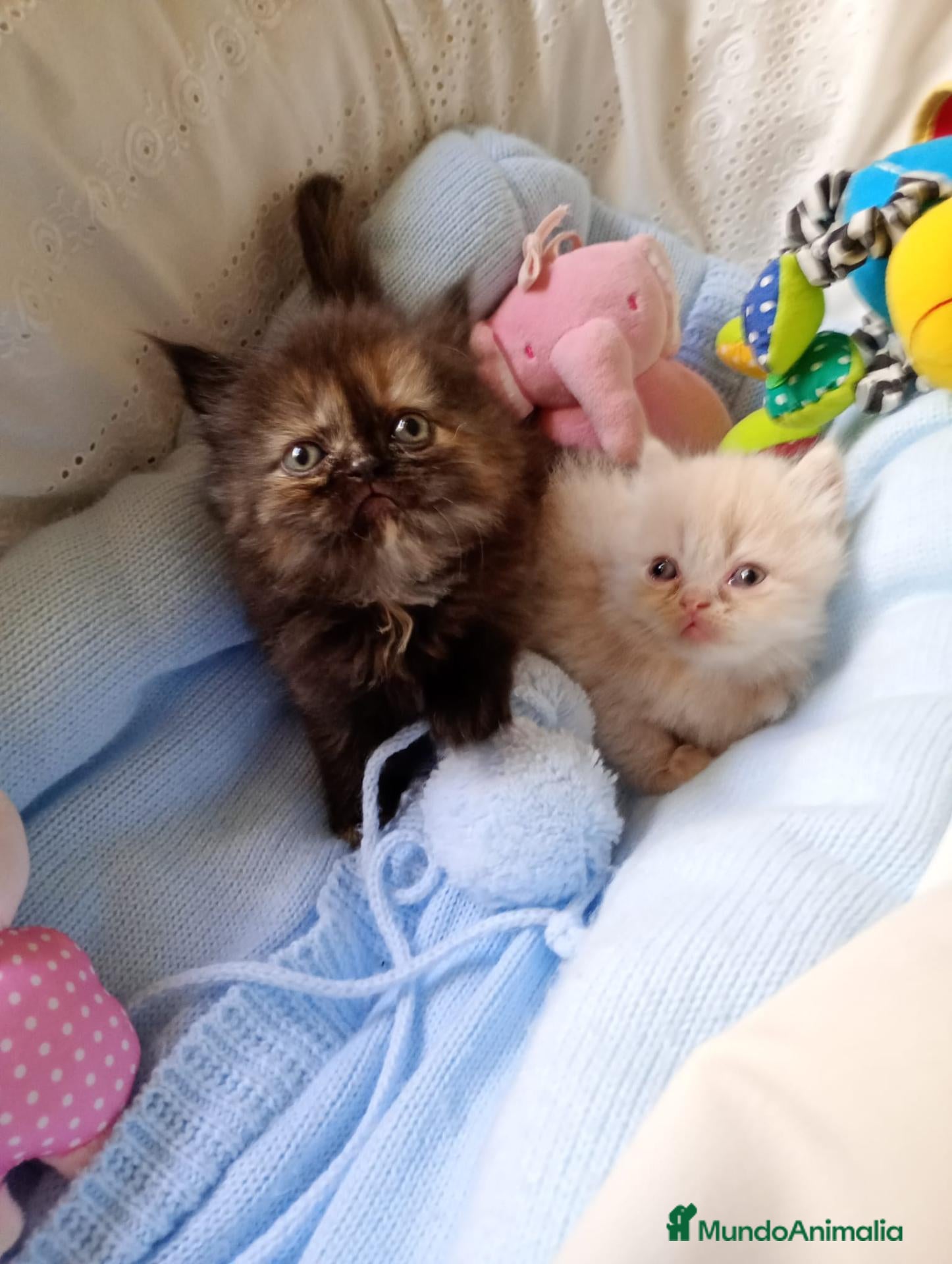Himalayo gatos Gatito persa y malayo macho y hembra - Anuncio 1