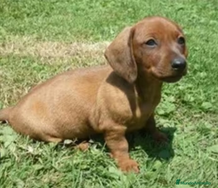 Teckel perros Teckel - Anuncio 13