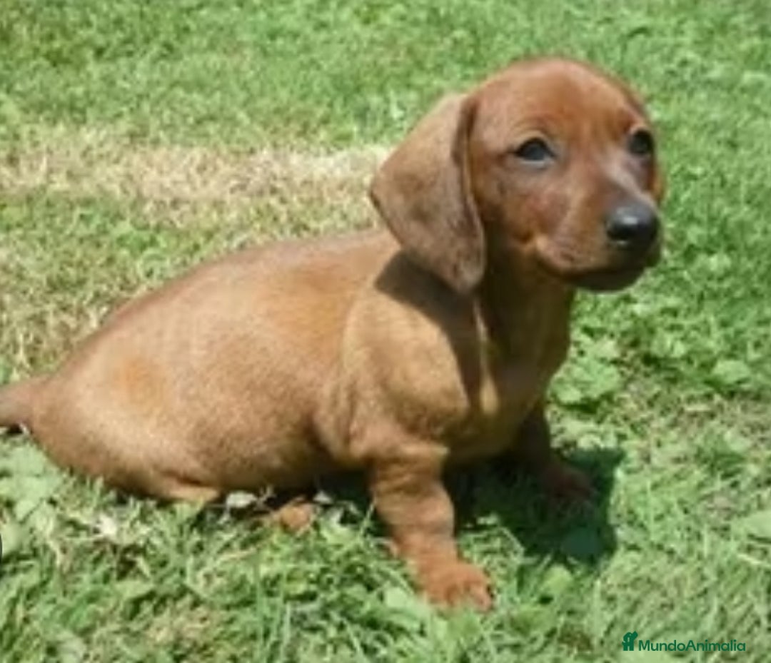 Teckel perros en venta: Teckel - Imagen 1