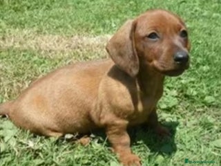 Teckel perros Teckel - Anuncio 6