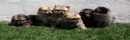 Pomerania perros en venta: Pomerania - Anuncio 12