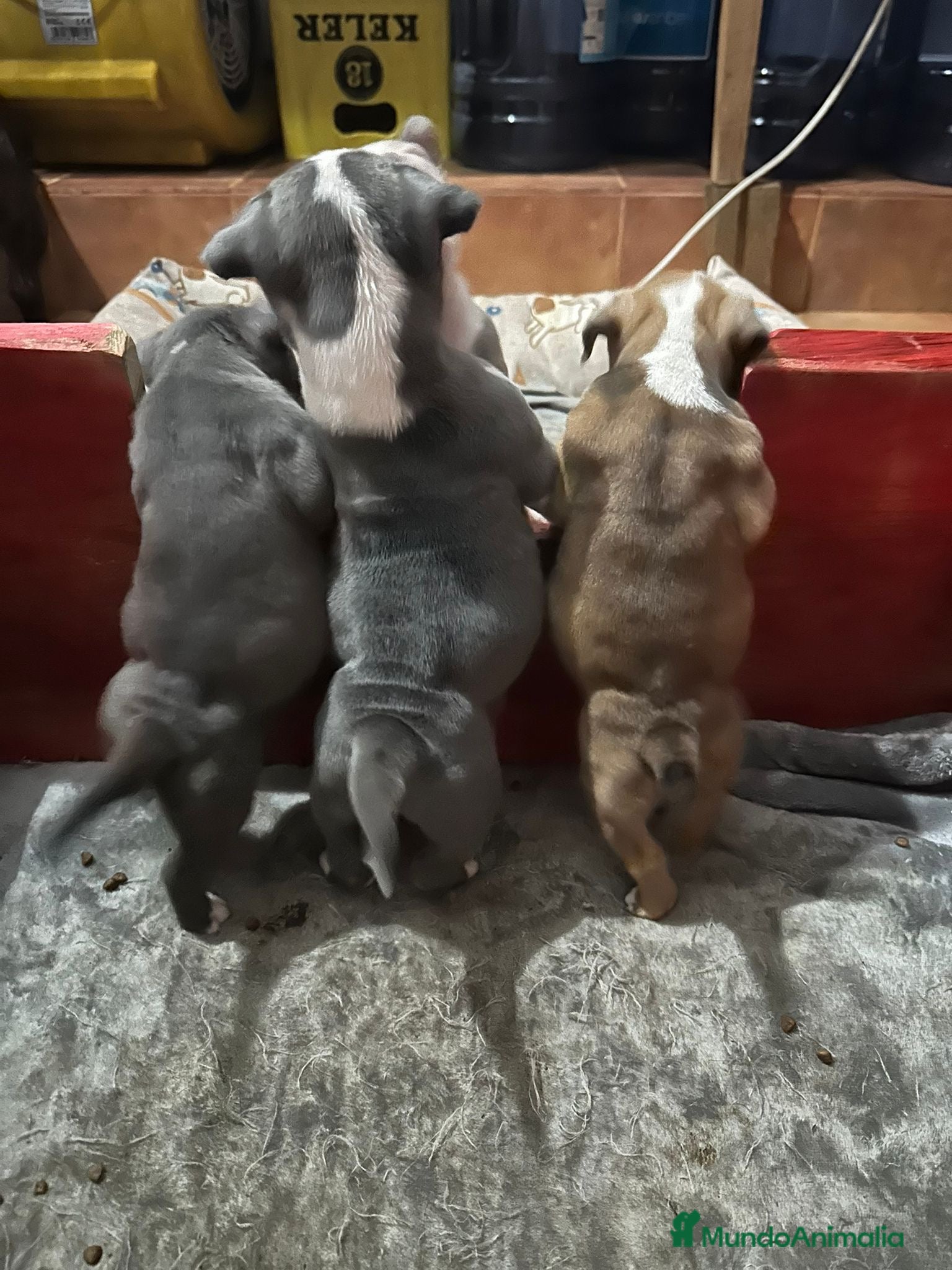 American Bully perros American Bully - Anuncio 3