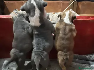 American Bully perros American Bully - Anuncio 3