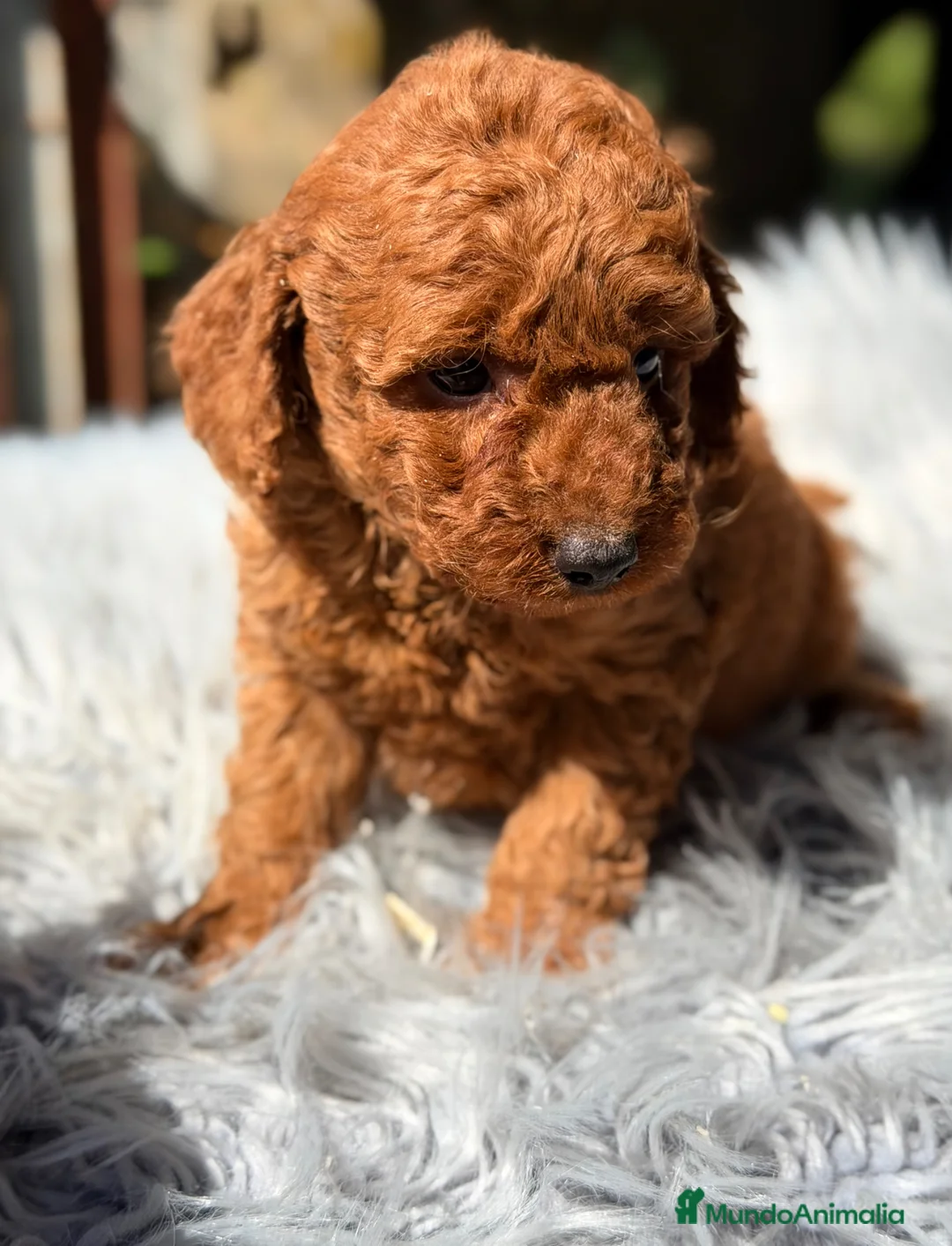 Caniche Enano perros en venta: Caniche enano  rojo  - Anuncio 2
