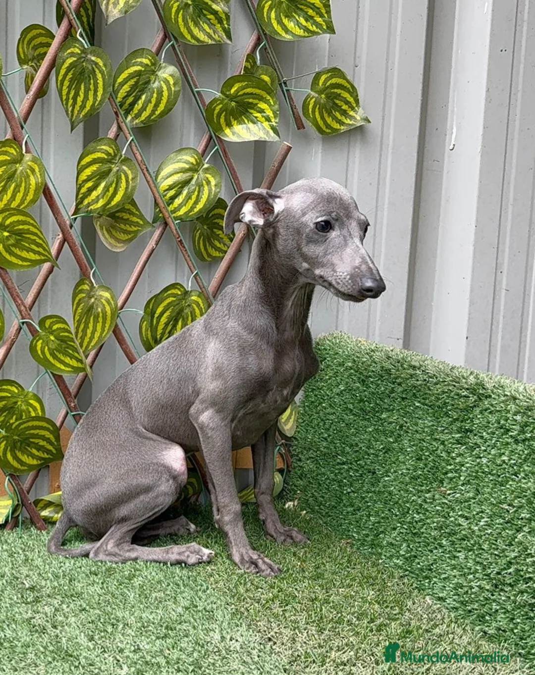 Pequeño Lebrel Italiano perros en venta: Pequeño lebrel Italiano - Anuncio 2