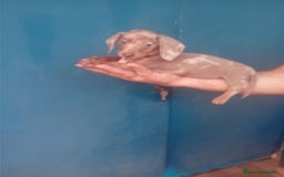 Teckel Miniatura perros en venta: cachorras de teckel  kaninchen  - Imagen 2