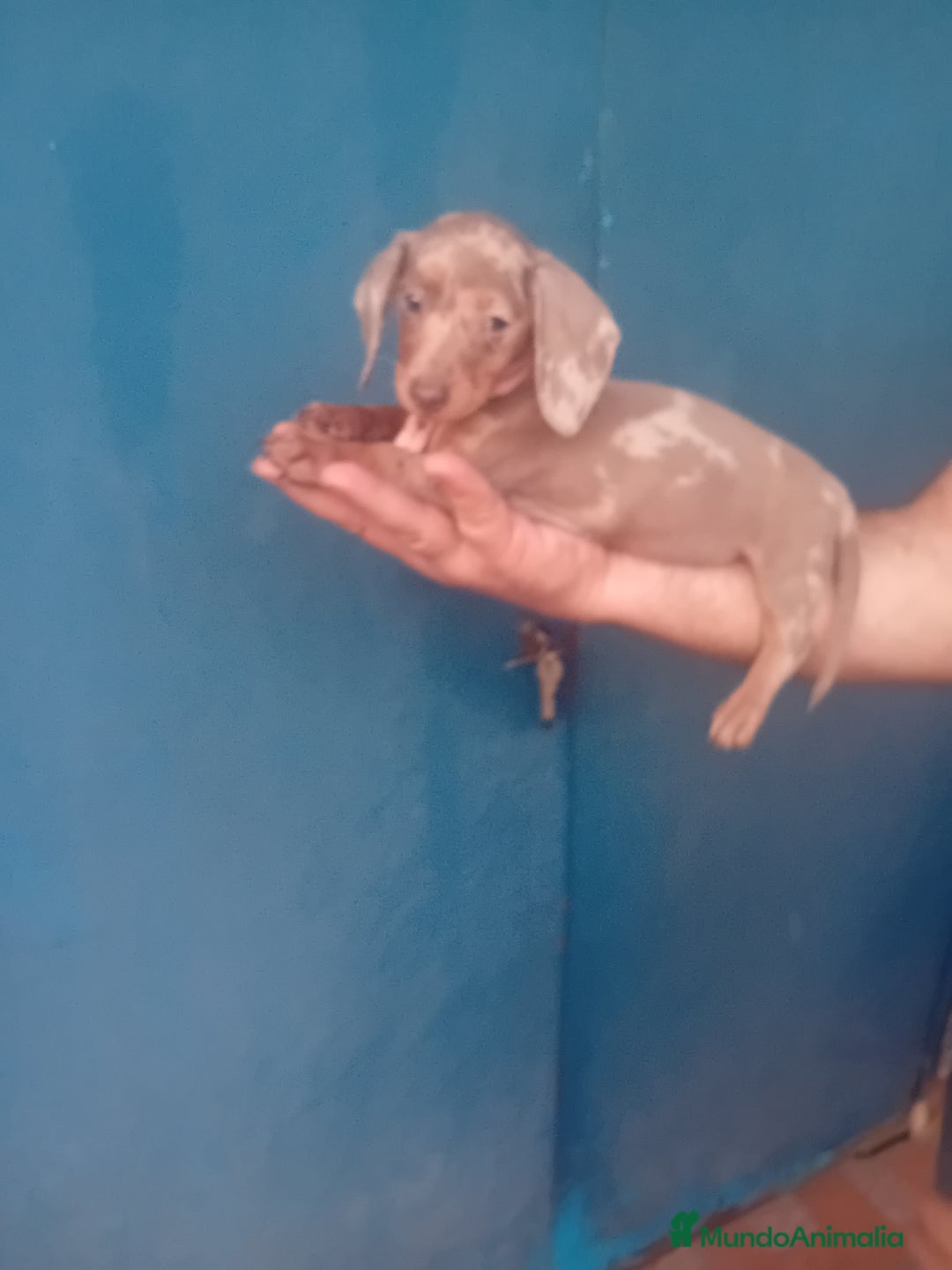 Teckel Miniatura perros en venta: cachorras de teckel  kaninchen  - Imagen 2