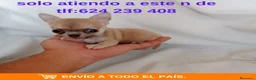 Chihuahua perros en venta: preciosos chuhuahuas caveza de manzana  - Anuncio 7