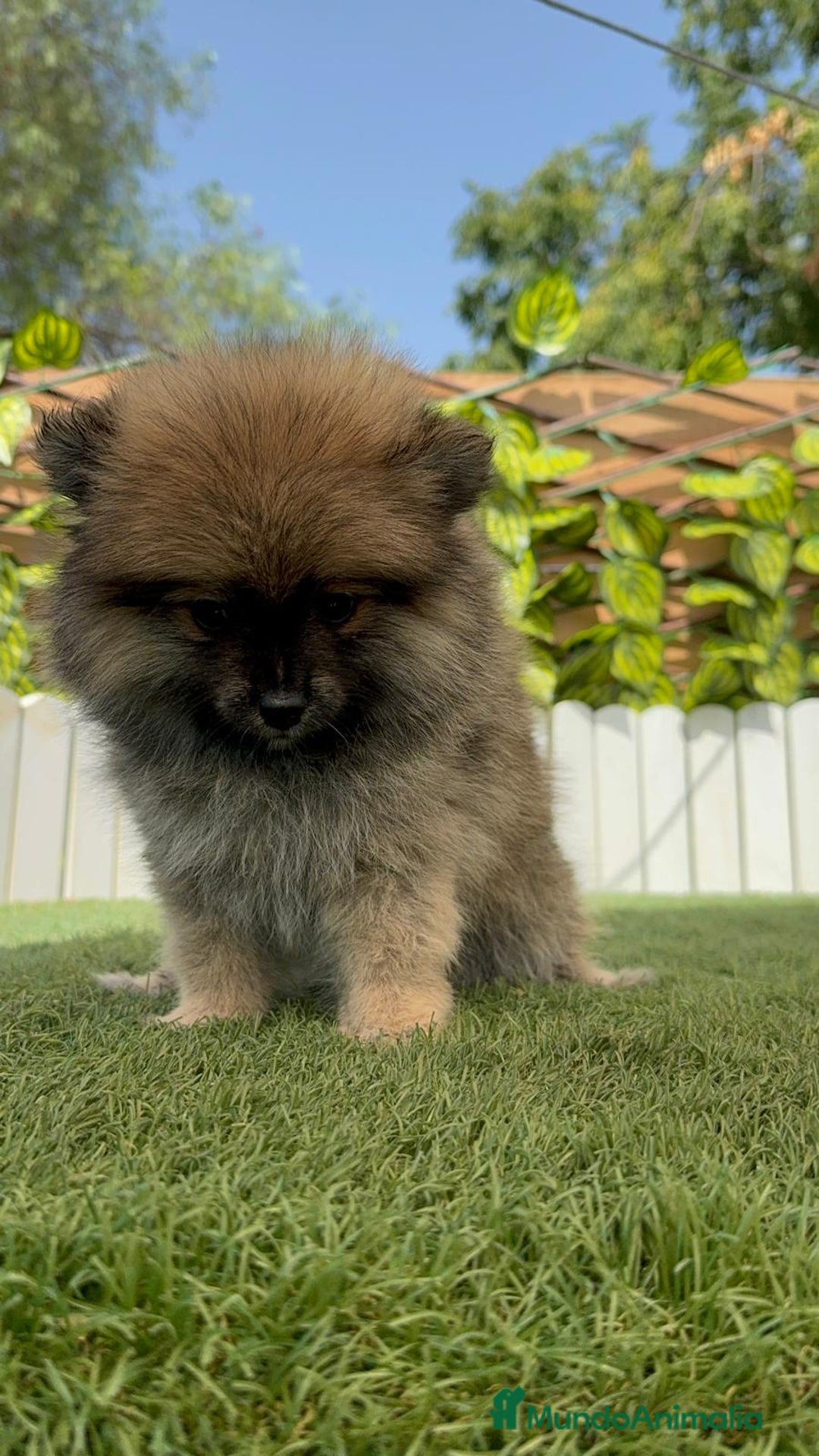 Pomerania perros en venta: POMERANIA MACHO 2 - Imagen 19