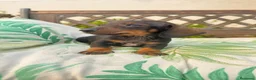Teckel perros en venta: Cachorritos Teckel canichen - Anuncio 5