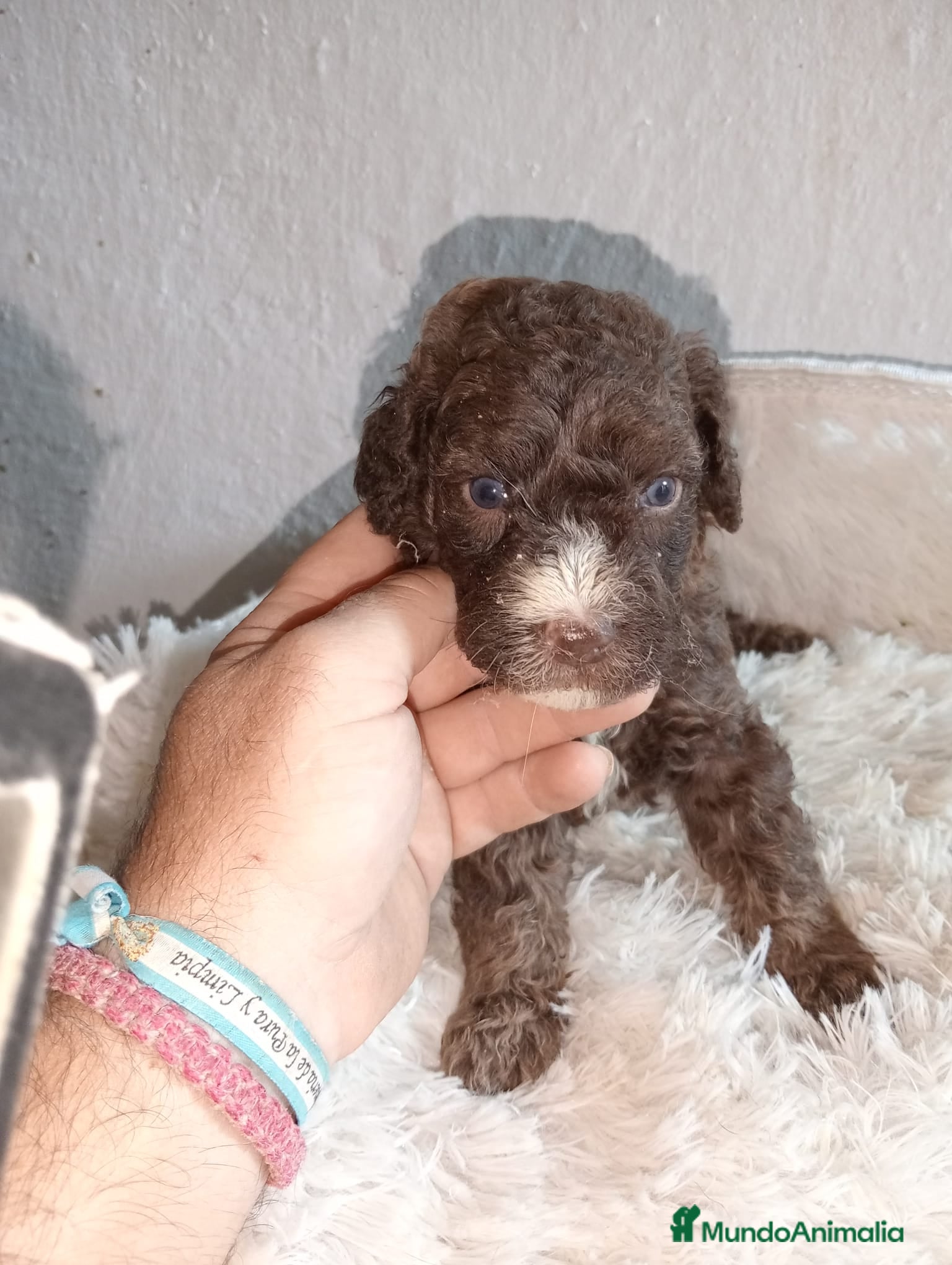 Perro de Agua Español perros Perro de aguas español macho - Anuncio 1