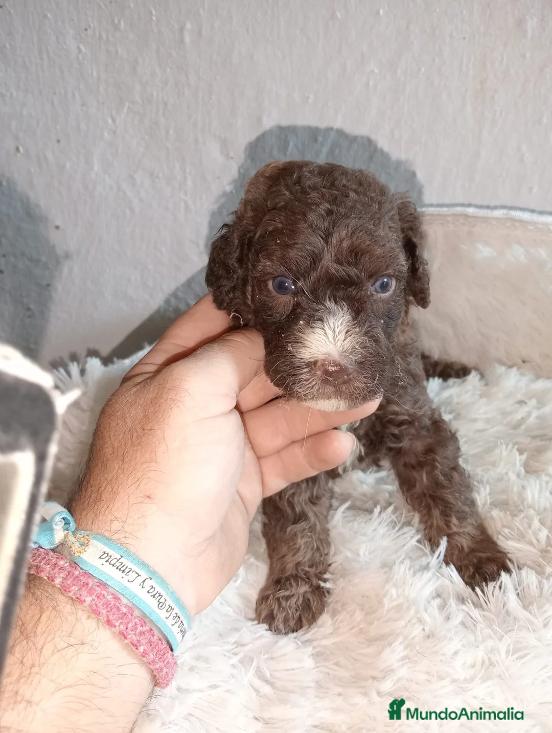 Perro de Agua Español perros en venta: Perro de aguas español macho - Anuncio 1