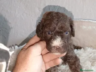 Perro de Agua Español perros Perro de aguas español macho - Anuncio 8