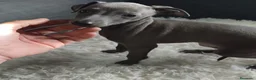 Pequeño Lebrel Italiano perros en venta: Pequeño Lebrel Italiano. Galgo Piccolo - Anuncio 3