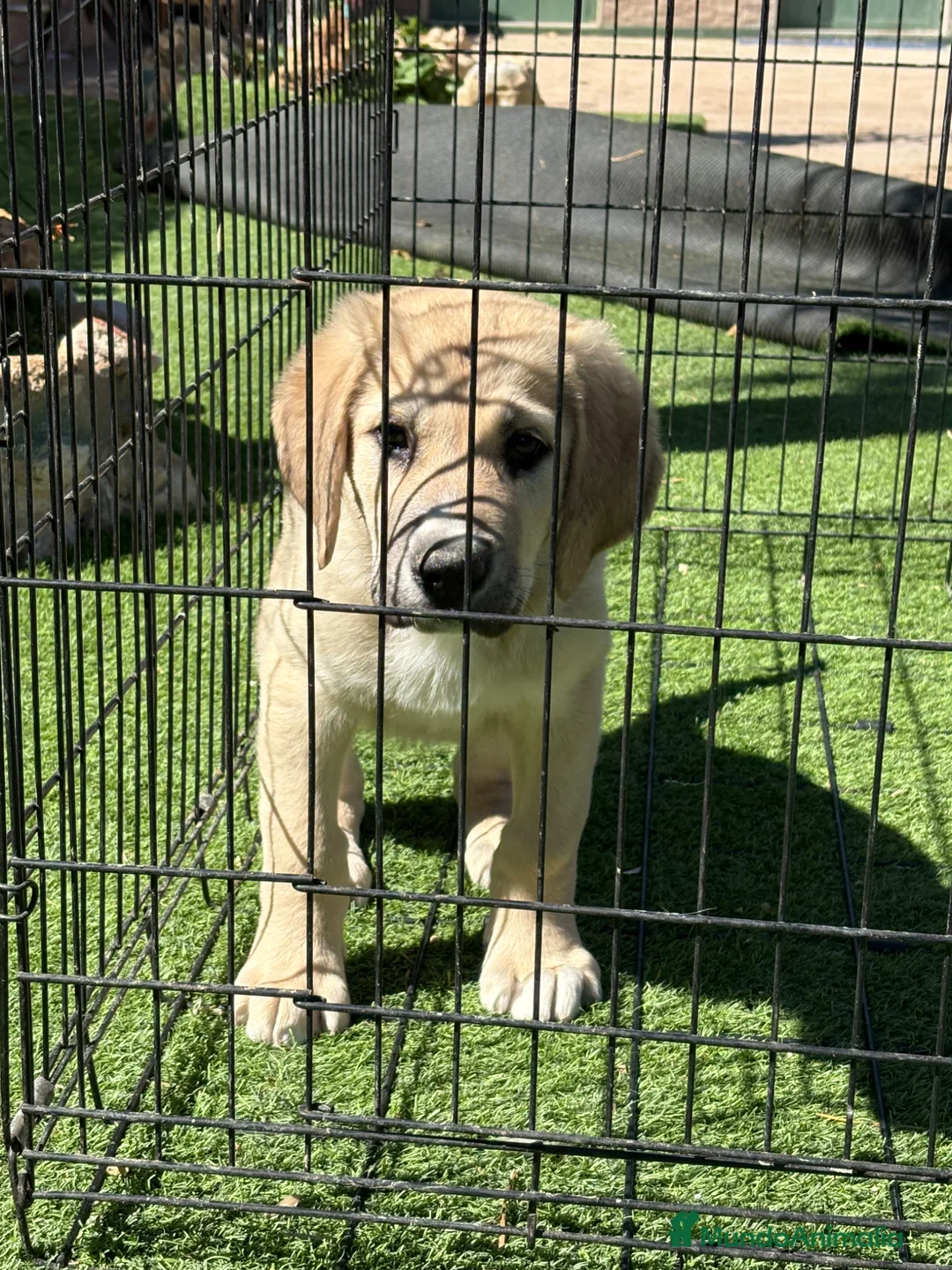 Pastor de Asia Central perros en venta: Cachorro de Alabai  - Anuncio 1