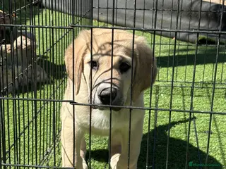 Pastor de Asia Central perros Cachorro de Alabai - Anuncio 13