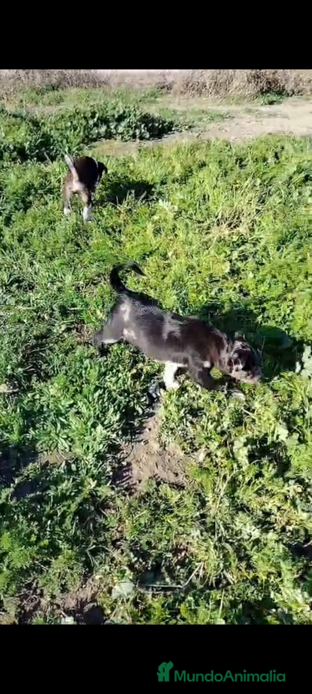 Border Collie perros en venta: Border Collie Exclusivo  - Anuncio 3