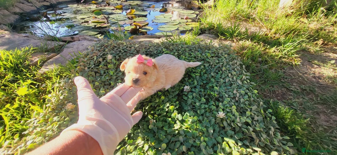 Maltipoo perros en venta: Maltipoos linea asiatica y coreana!! - Anuncio 2