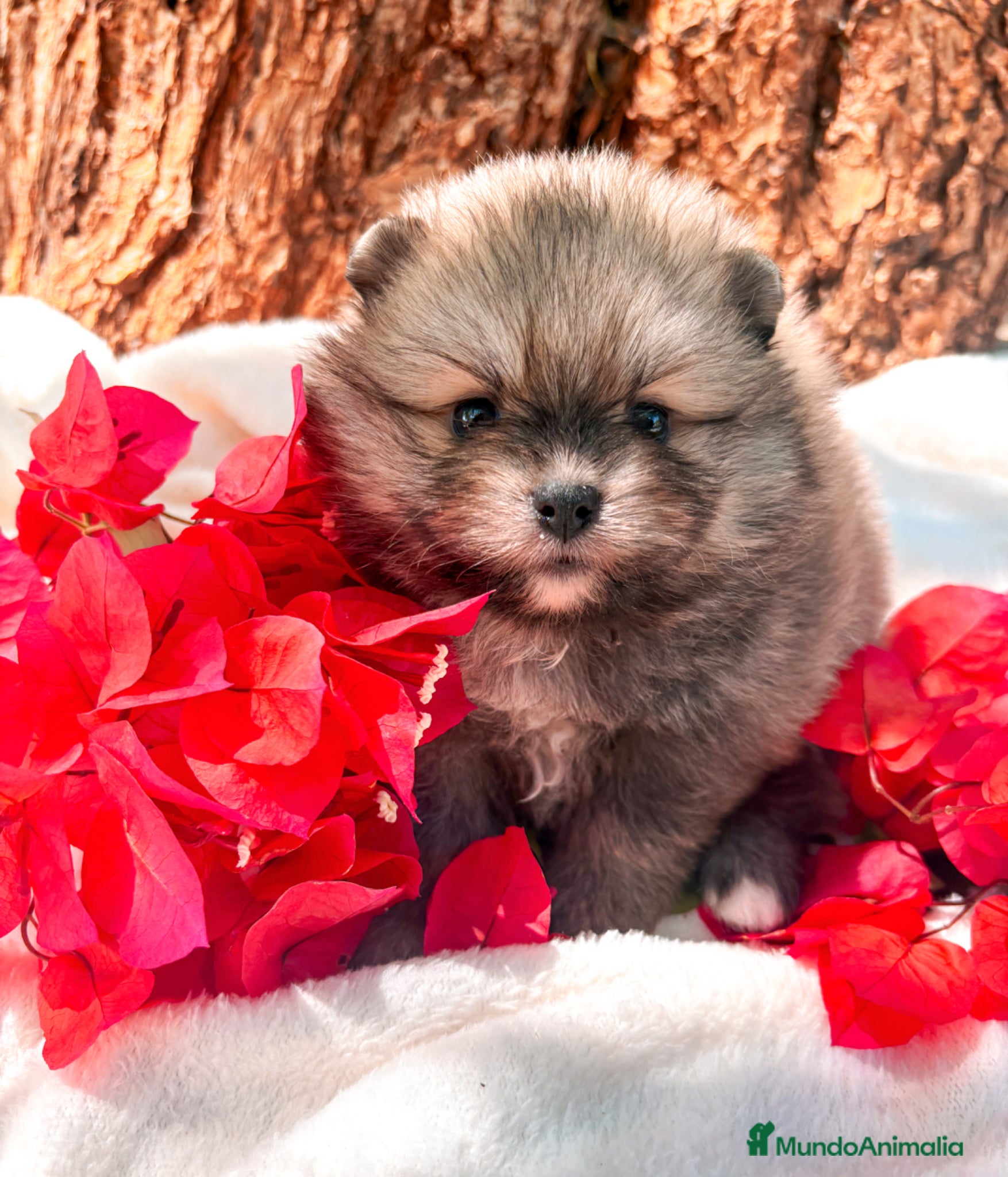 Pomerania perros en venta: Pomerania - Anuncio 1