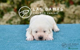 Labrador Retriever perros en venta: Labrador retriever disponibles.  - Imagen 3
