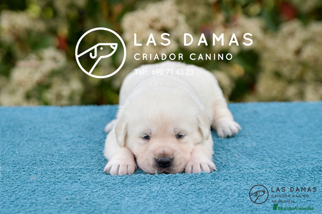 Labrador Retriever perros en venta: Labrador retriever disponibles.  - Imagen 3