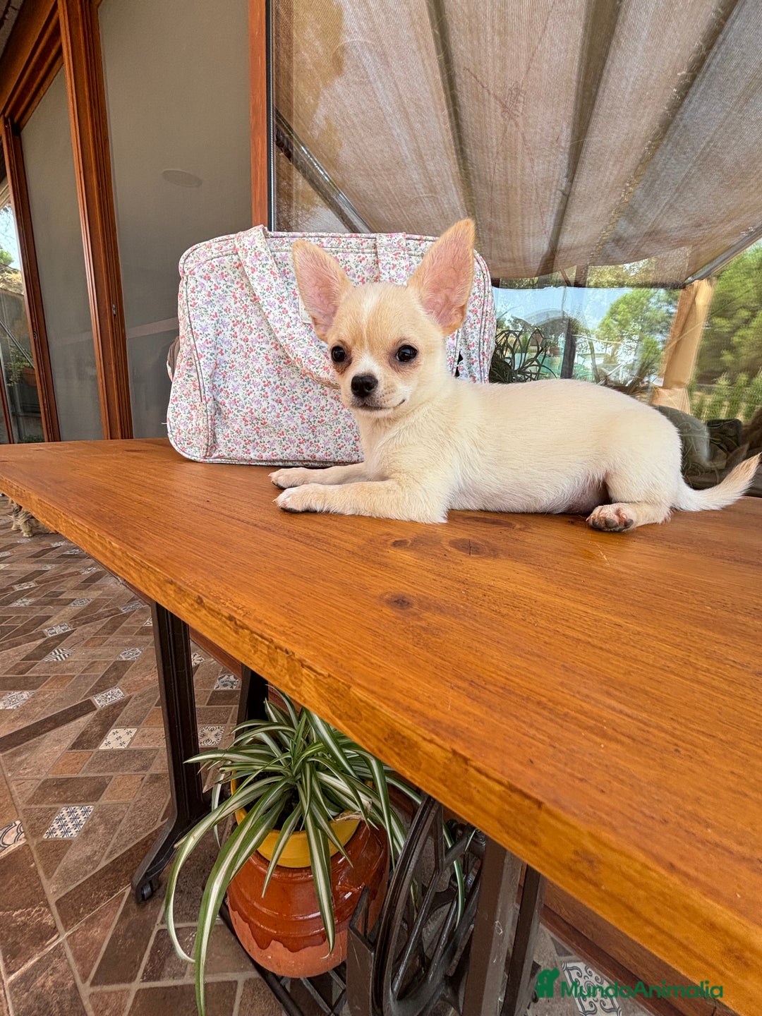 Chihuahua perros en venta: Chihuahua macho para entregar  - Imagen 2