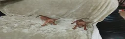 Pinscher Miniatura perros en venta: Preciosos pinscher miniatura disponible 🐶🐾 - Anuncio 2