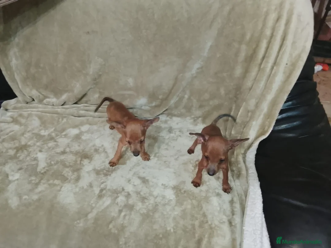 Pinscher Miniatura perros en venta: Preciosos pinscher miniatura disponible 🐶🐾 - Anuncio 2
