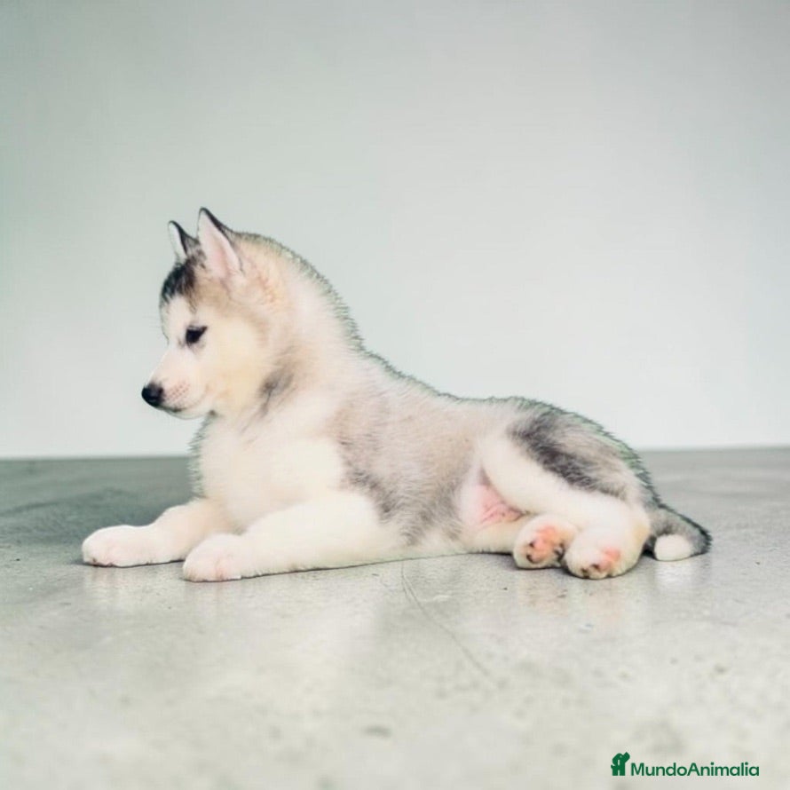 Husky Siberiano perros Husky siberiano - Anuncio 1